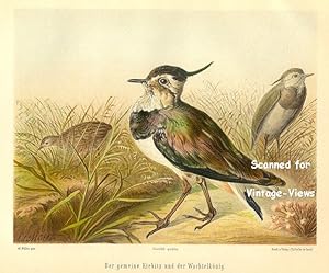 Antique 1897 Wildlife Print of a common lapwing and the quail king