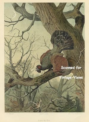 Antique 1897 Wildlife Print Wild Turkey