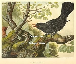 Antique 1897 Wildlife Print of a Blackbird