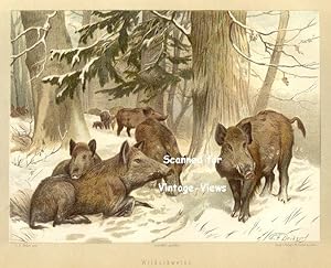 Antique 1897 Wildlife Print of Wild Boars