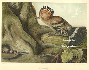 Antique 1897 Wildlife Print of a Hoopoe
