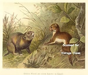 Antique 1897 Wildlife Print Big Weasel fighting with a Hamster