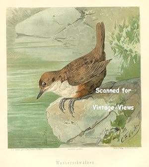 Antique 1897 Wildlife Print Water Babbler