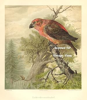 Antique 1897 Wildlife Print of a Red Crossbill