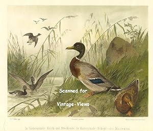 Antique 1897 Wildlife Print of Mallard and Moor Ducks