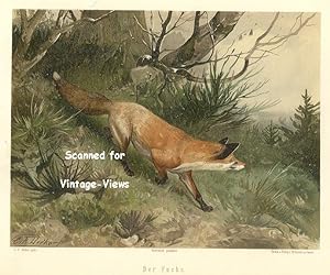 Antique 1897 Wildlife Print of a Red Fox
