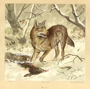 Antique 1897 Wildlife Print of a Wolf