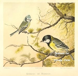Antique 1897 Wildlife Print Great Tit and Blue Tit