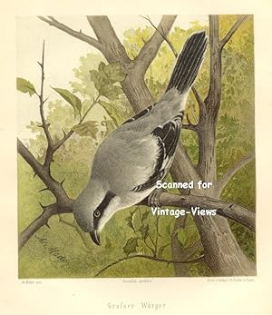 Antique 1897 Wildlife Print of a Great Strangler bird