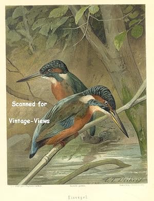 Antique 1897 Wildlife Print of Kingfisher