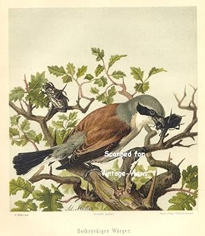 Antique 1897 Wildlife Print of a red-chucked shrike
