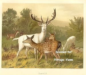 Antique 1897 Wildlife Print of Fallow Dear, White Buck