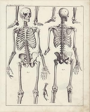 [Das menschliche Skelett]. -