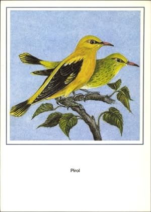Künstler Ansichtskarte / Postkarte Schiller, R., Pirol, Vogel