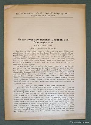 Bild des Verkufers fr ber zwei abweichende Gruppen von Odontoglossum (Sonderabdruck aus "Orchis", X. Jahrgang, Nr. 7). zum Verkauf von Antiquariat Lycaste