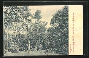 Ansichtskarte Singapore, the Monkey Walk in the Botanical Garden