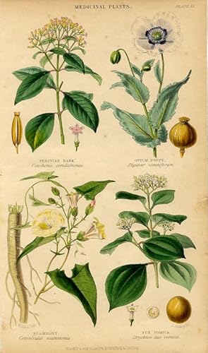 1855 colored botanical print of Medicinal Plants,peruvian bark,opium poppy,scammony,nux vomica