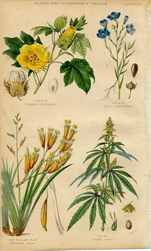 1855 colored botanical print of plants used in clothing & cordage,new zealand flax,hemp,cotton