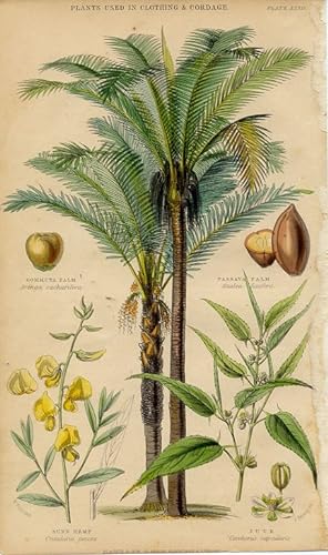 1855 colored botanical print of plants used in clothing & cordage,Sunn hemp,jute,gommuta palm,pas...