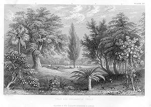 1855 steel engraved botanical print of Fruit and Ornamental Trees