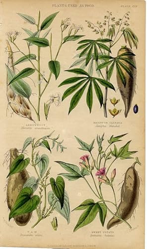 1855 colored botanical print of Plants used as Food, arrowroot,maniocor cassava,yam,sweet potato
