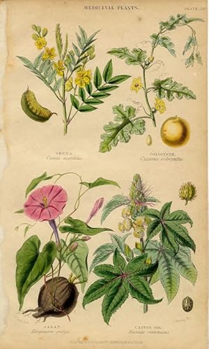 1855 colored botanical print of Medicinal Plants,senna,colocynth,jalap,castor oil