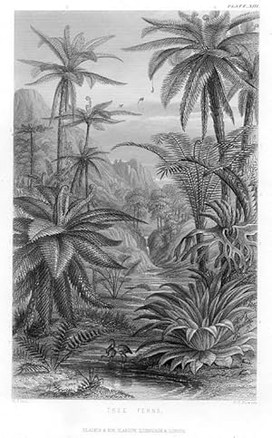 1855 botanical print of Tree Ferns
