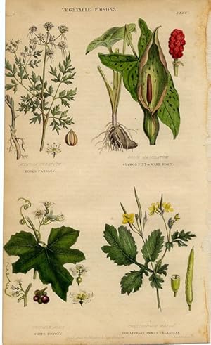 1855 colored botanical print of vegetable poisonous plants, fool's parsley,cuckoo pint or wake ro...