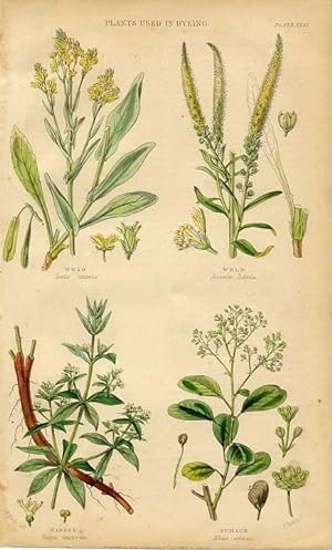 1855 colored botanical print of Plants used in dyeing,woad,weld,madder,sumach
