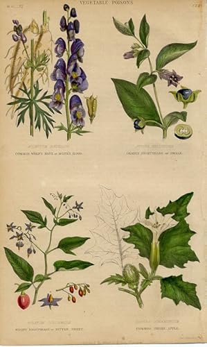 1855 colored botanical print of vegetable poisonous plants, woody nightshade,common thorn apple,c...