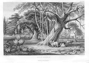 1855 steel engraved botanical print of Banyan Tree and Boabob