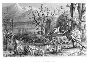 1855 steel engraved botanical print of Cacti Cactus