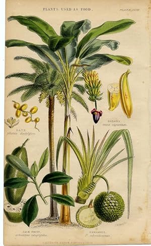 1855 colored botanical print of Plants used as Food, date,banana,jackfruit,pandanus