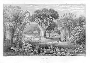 1855 steel engraved botanical print of Sugar canes, canes, Alligator,swamp