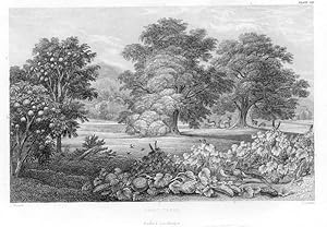 1855 steel engraved botanical print of Fruit Trees