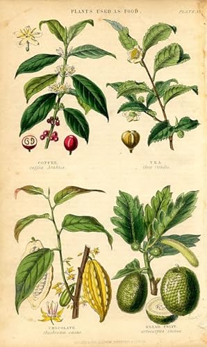 1855 colored botanical print of Plants used as Food, coffee,tea,chocolate,bread fruit