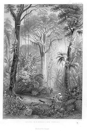 1855 steel engraved botanical print of a scene in the Brazilian Forest