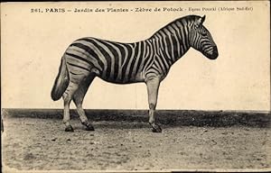Ansichtskarte / Postkarte Paris, Jardin des Plantes, Zebre de Potock