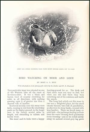 Imagen del vendedor de Bird Watching on Moor & Loch, Wester Isles Off The Coast of Inverness-shire. An uncommon original article from the Badminton Magazine, 1913. a la venta por Cosmo Books