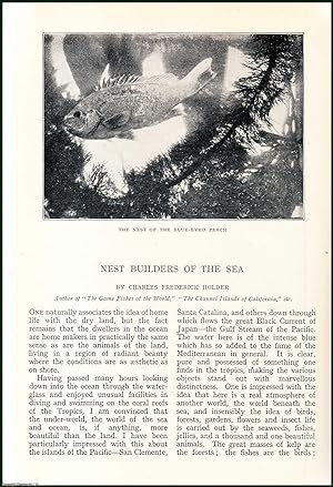 Seller image for Giant Rock Crabs ; Rock Bass ; Saddle Fish ; Sea Snails ; Lizard Fish ; Puff Shark & more : Nest Builders of The Sea, Santa Catalina. An uncommon original article from the Badminton Magazine, 1913. for sale by Cosmo Books