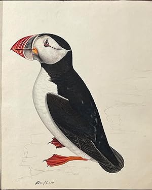 Imagen del vendedor de Two albums of original watercolor drawings, titled on spines: English Birds. a la venta por Arader Galleries Drawings & Watercolors