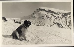 Ansichtskarte / Postkarte Bernhardiner, Freya von der Schwarzwasserhütte, Hund vor Bergpanorama, ...
