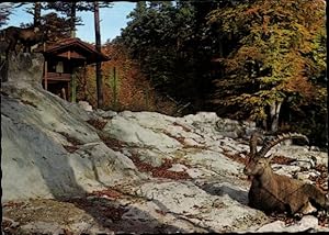 Ansichtskarte / Postkarte Feldkirch Vorarlberg, Wildpark, Steinwild, Steinbock