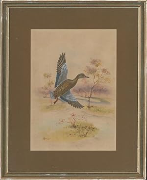 1923 Watercolour - Flying Duck