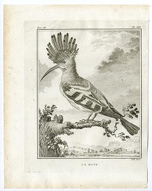 Antique Print-EURASIAN HOOPOE-UPUPA EPOPS-PL. 21-de Seve-Buffon-Hulk-1775