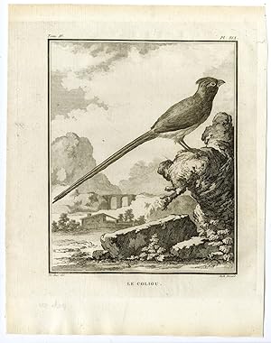 Antique Print-MOUSEBIRD-COLIOU-COLIIFORMES-PL. 19-de Seve-Buffon-Hulk-1775