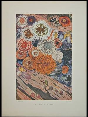 MATHURIN MEHEUT, ANEMONES DE MER - 1914 - PHOTOLITHOGRAPHIE