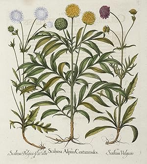 1. Scabiosa Alpina Centauroides.