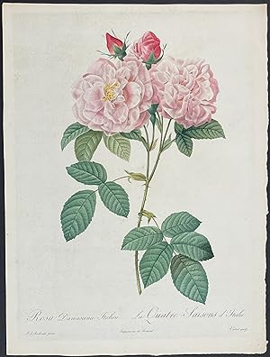 Rose - Rosa Damascena Italica