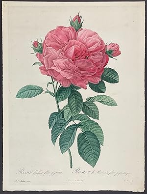 Rose - Rosa Gallica flore giganteo
